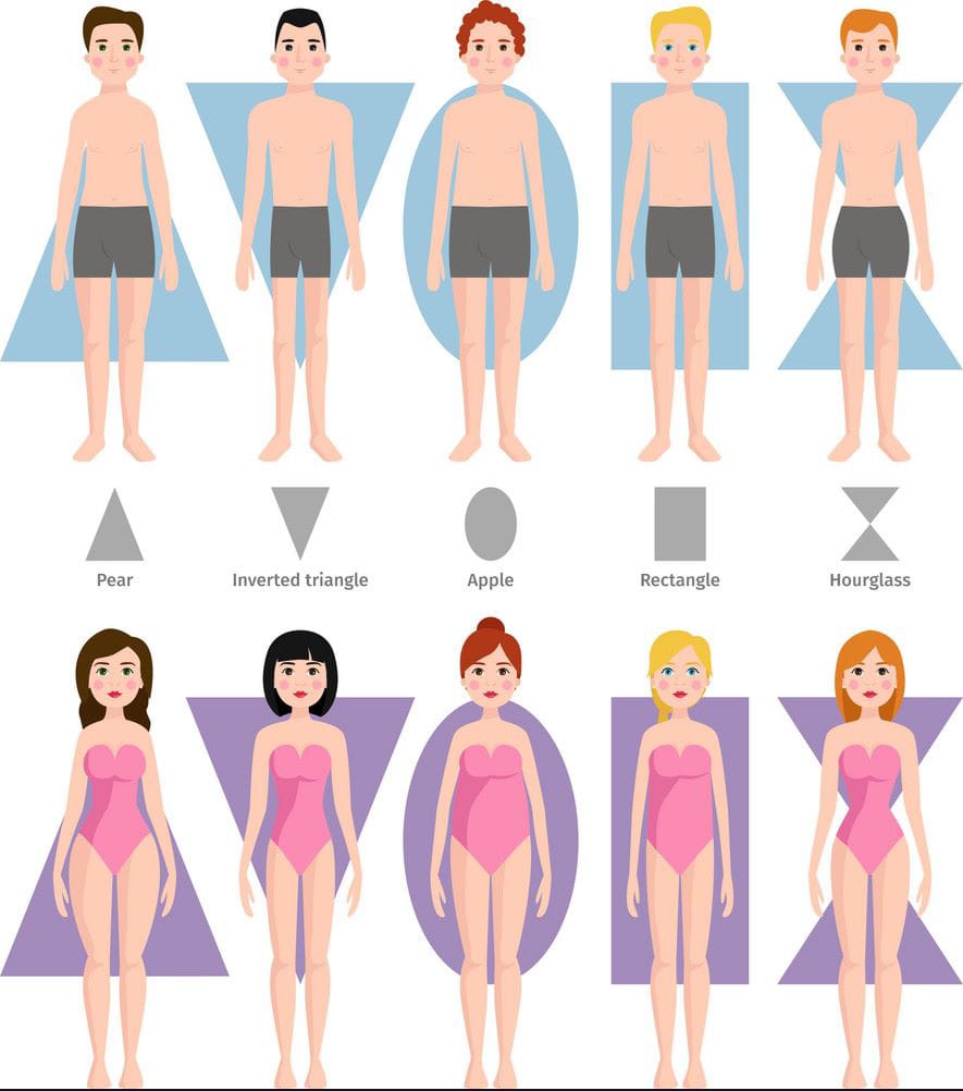 Body types 